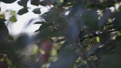 Sun flares off the lens and lights up the clusters of red, ripe apples on an Stock Footage