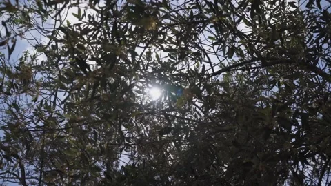 Sun flares over olive tree Video stock 145944235