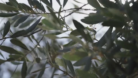 Sun flares over olive tree close up Video stock 145944586