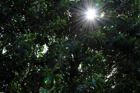 Sun Flares Stock-Fotos