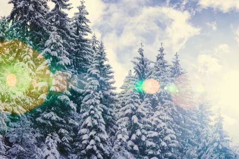Sun flares in pine tree forest in Zillertal Arena Austria Stock Photos