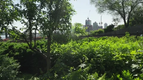 Sun flares shine through thick green trees and bushes leading to a black wro Stock Footage 242310700