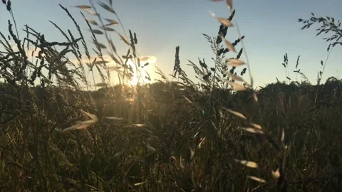 Sun flares shining through the grass of a field Stock Footage 134730222