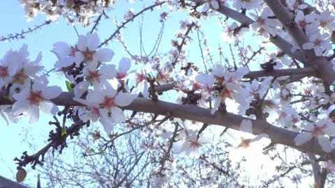 Sun flares through the branches of Almond trees in Waikerie, Riverland, South Stock Footage 131304971