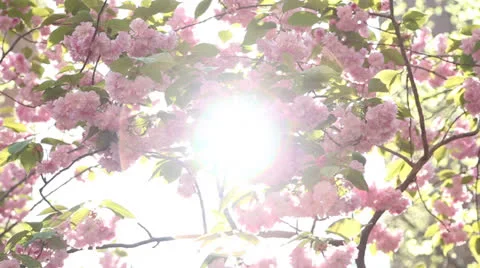 Sun Flares through Cherry Blossoms Stock Footage 24369421