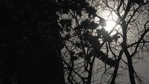The sun flares through dark tree branches and blossoms, blowing in the wind Stock Footage 241498441
