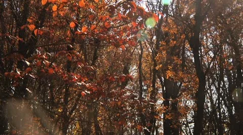 Sun Flares through dense autumn forest as leaves fall Stock Footage 8984148