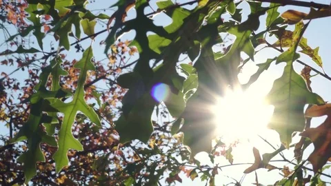 Sun Flares Through Fall Leaves Stock Footage 75447118