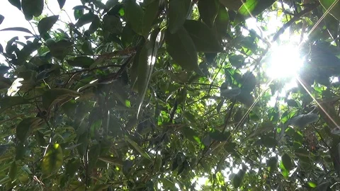 Sun flares through the foliage of the orange tree Video stock 116635711