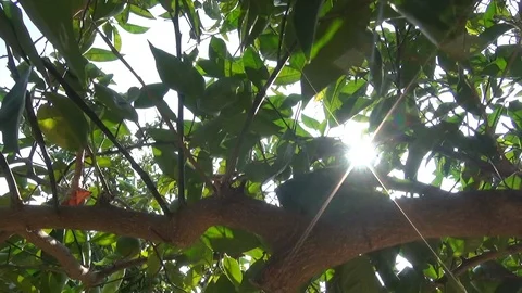 Sun flares through the foliage of the orange tree 스톡 동영상 116636742