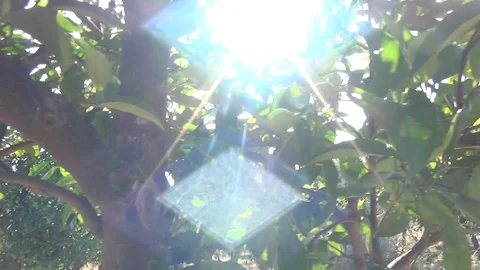 Sun flares through the foliage of the orange tree Video stock 116636928