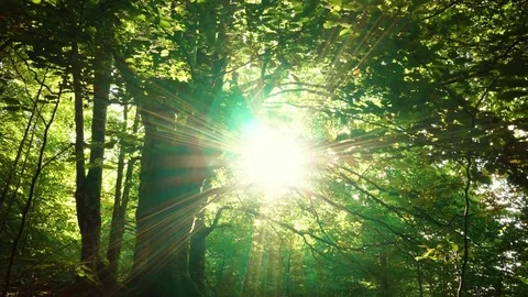 Sun flares through huge tree in the jungle Stock Footage 80660943