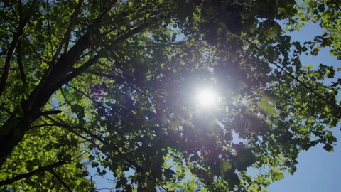 Sun Flares Through Leaves Video stock 210505057