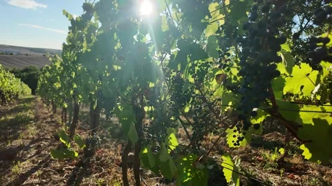 Sun flares through lush vineyard rows with ripe grapes ready for harvest Stock Footage 343441115