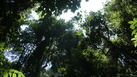 The Sun Flares Through Opening in Rainforest Canopy Stock Footage 195279177