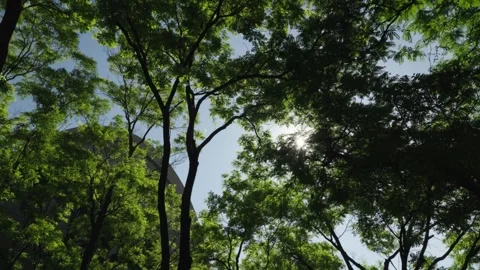 Sun flares through thick green tree branches and dense foliage leaves of a N Stock Footage 242311179