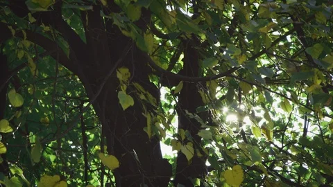 Sun flares through tree branches and leaves as camera moves sideways 8K R3D Stock Footage 122532894