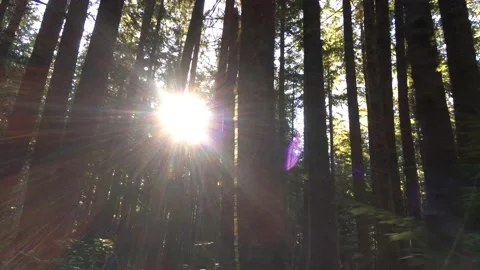 Sun Flares Through Trees on a hiking trail in Olympic National Park Forest Stock Footage 158361998