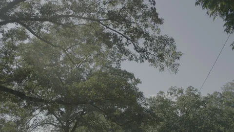 Sun flares through trees as we drive Video stock 149144106