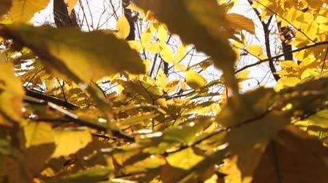 Sun FLares Through Yellow Leaves Stock Footage 8985205