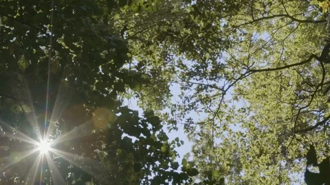 Sun flares trough leaves in forest Stock Footage 99986923