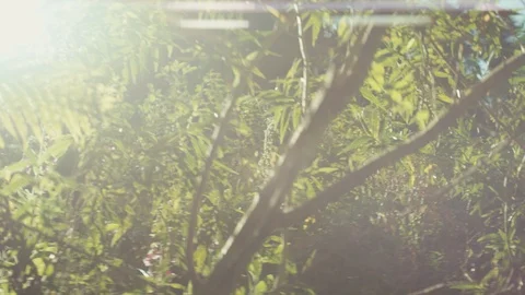 Sun flaring with anamorphic flare in native New Zealand forest Stock Footage 89998851