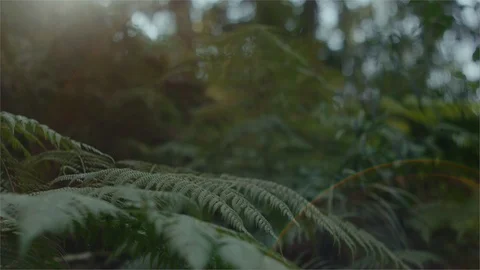 Sun flaring onto ferns in the forest Stock Footage 107459130