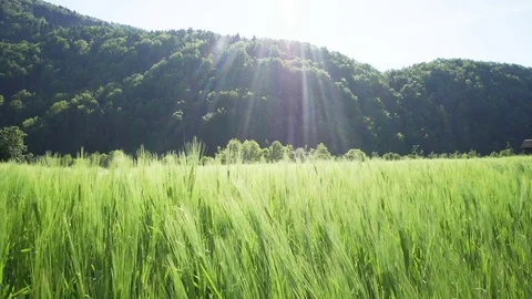 Sun flaring onto green wheat field in front of a beautiful forest Vídeo Stock 85068604