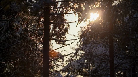 Sun flaring through evergreen trees in snow 库存影片 123050798