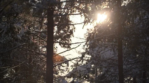 Sun flaring through evergreen trees in snow Stock Footage 123050801