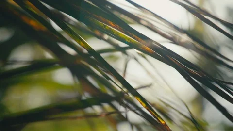 Sun flaring through flax in summer New Zealand Stock Footage 90354106