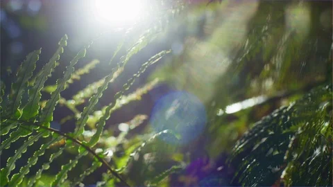 Sun flaring through forrest trees into vintage lens Stock Footage 106849500