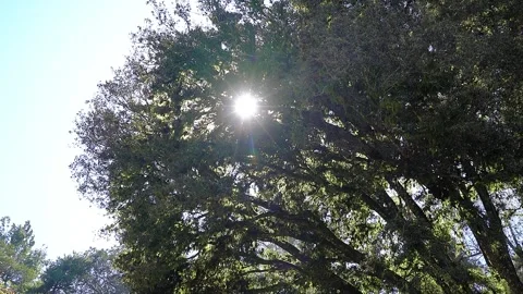Sun flaring through a large tree Stock Footage 264332093
