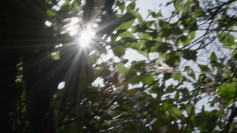 Sun Flaring Through Leaves and Spiderwebs Stock Footage 86507867
