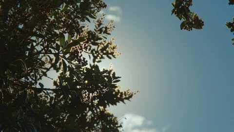 Sun flaring through tree leaves in New Zealand Vídeos de archivo 90148691