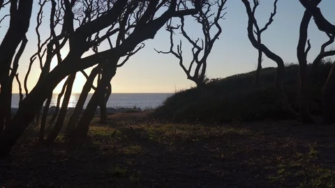 Sun flaring through the trees fort fisher 2 Stock Footage 98458519