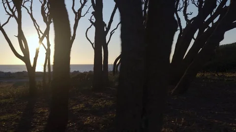 Sun flaring through the trees fort fisher 1 Stock Footage 98458528