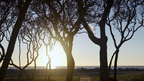 Sun flaring through the trees fort fisher pelicans Stock Footage 98458551