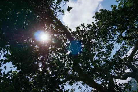 Sun flash, leafy tree in the afternoon Stock Photos