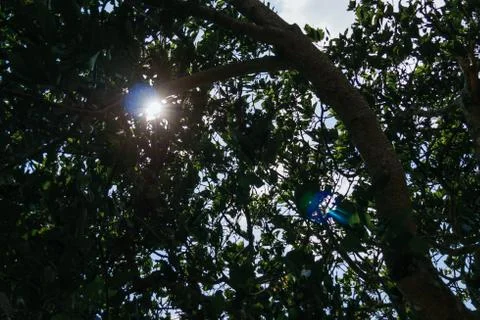 Sun flash, leafy tree in the afternoon Stock Photos