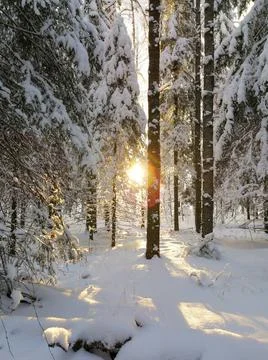 Sun flashed among trees covered with white snow in forest in frosty winter day 스톡 사진