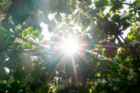 The sun flashed through blooming apple tree foliage full of white flowers 스톡 사진