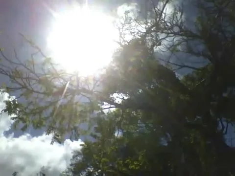 The sun flashes and lights the tamarind tree, beautiful landscape Stock Footage 166431887