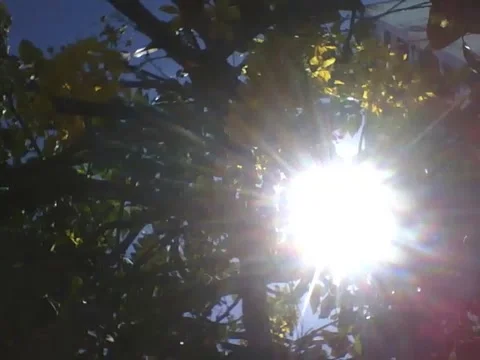 The sun flashes and shines alot on the acacia yelllow flowers Stock Footage 166432405