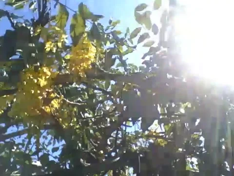 The sun flashes and shines brightly on the acacia tree and yelllow flowers Stock Footage 166432294