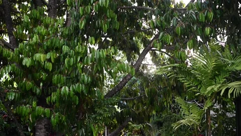 Sun flashes behind a tropical forest. Durian tree. Stock Footage 228056622