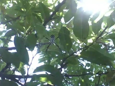 The sun flashes on the pine tree, there's a garden spider among the leaves Stock Footage 166427016