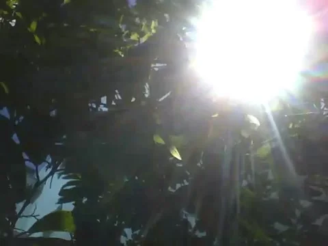 The sun flashes very fast on the pine tree, it's a strong light! Stock Footage 166427205