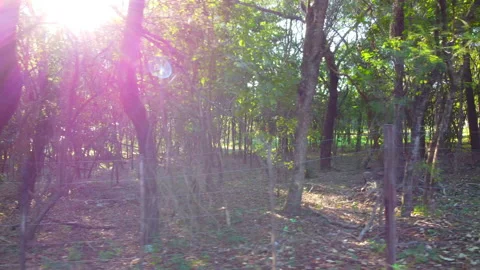 The sun flashing between the trees Stock Footage 155999223