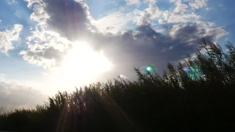 Sun flashing through dark clouds over swinging tall grass. Video stock 139541381